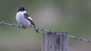 11th May 2021 - Pied Flycatcher