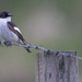Pied Flycatcher by lifeat60degrees