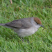 Female Blackcap by lifeat60degrees