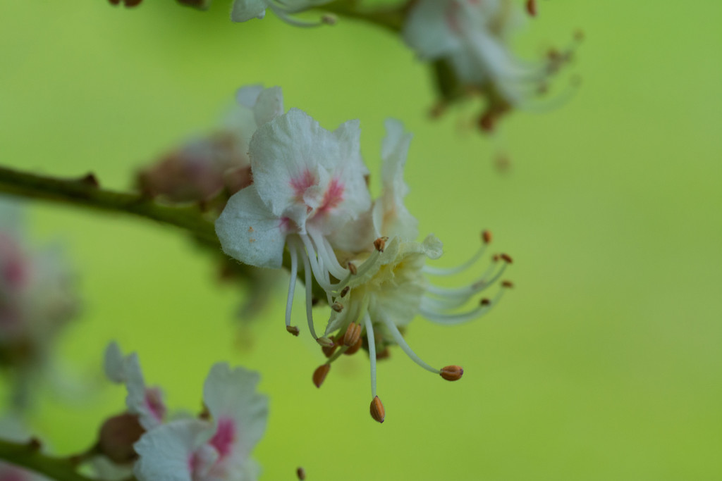 Horse chestnut tree blossom by rumpelstiltskin