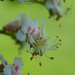 Horse chestnut tree blossom by rumpelstiltskin