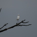 Big Bird on Big Branch by kareenking