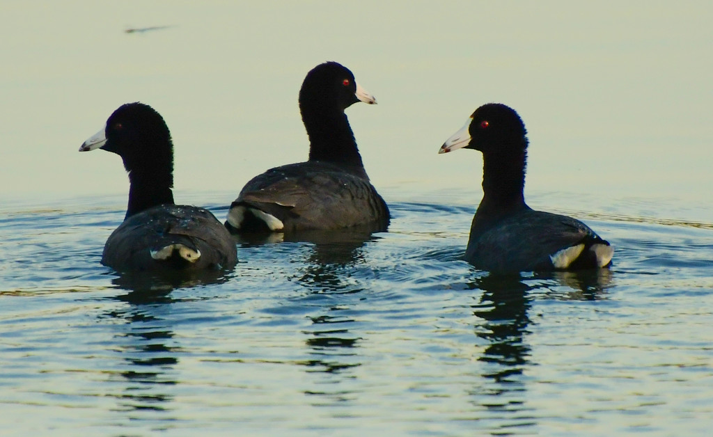 A Trio of American Coots by kareenking