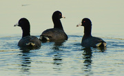 4th May 2021 - A Trio of American Coots