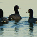 A Trio of American Coots by kareenking