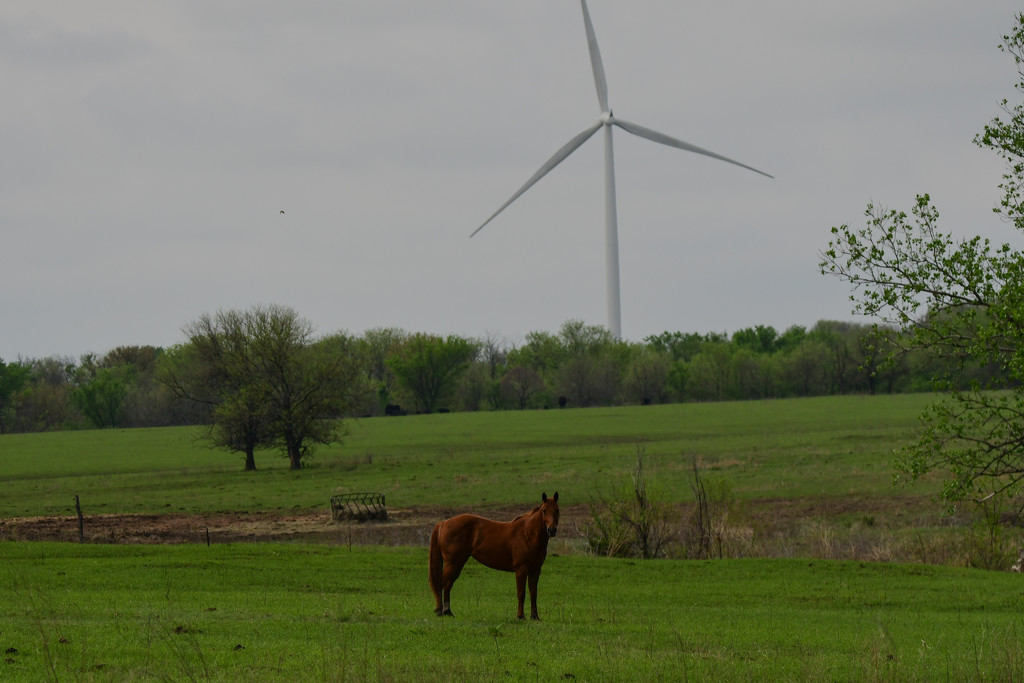 Horse and Wind Turbine by kareenking