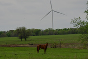 2nd May 2021 - Horse and Wind Turbine