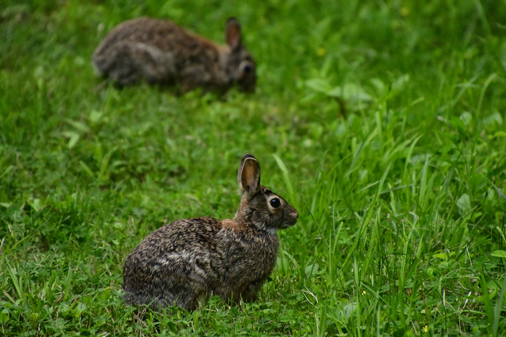 A Pair of Rabbits by kareenking
