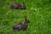 7th May 2021 - A Pair of Rabbits