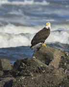 12th May 2021 - Bald Eagle On the Rocks 