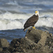 Bald Eagle On the Rocks  by jgpittenger