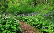 11th May 2021 - Bluebells and Ransoms