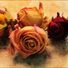 Vintage Roses by olivetreeann
