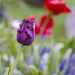 Purple Tulip by pcoulson