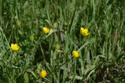 11th May 2021 - buttercups
