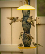 11th May 2021 - Busy at the feeder