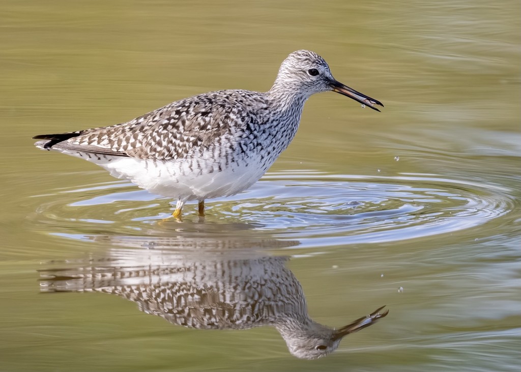 Lesser yellowlegs with itty bitty worm by dridsdale