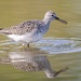 Lesser yellowlegs with itty bitty worm by dridsdale