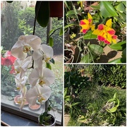 12th May 2021 - Orchids Away