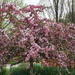 Tree in bloom by larrysphotos