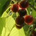 Cherries  by joysfocus