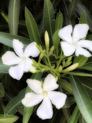10th May 2021 - Oleander 