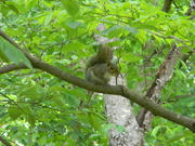 11th May 2021 - Squirrel in Dogwood Tree