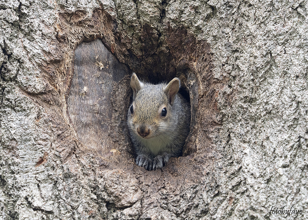 Peek-a-boo Squirrel by fayefaye