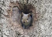 11th May 2021 - Peek-a-boo Squirrel