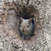 Peek-a-boo Squirrel by fayefaye