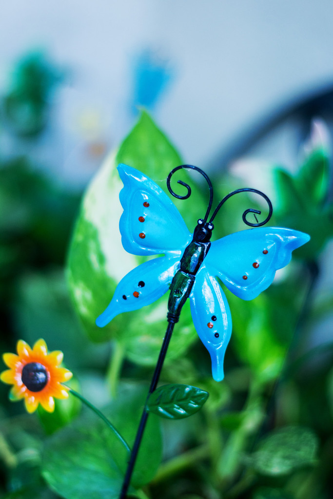 Blue Butterfly by jaybutterfield