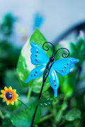 10th May 2021 - Blue Butterfly