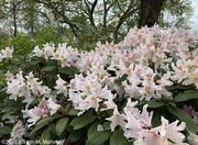 11th May 2021 - White Rhododendron