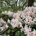 White Rhododendron by falcon11