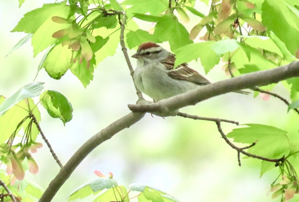 Chipping Sparrow by mzzhope