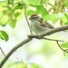 Chipping Sparrow by mzzhope
