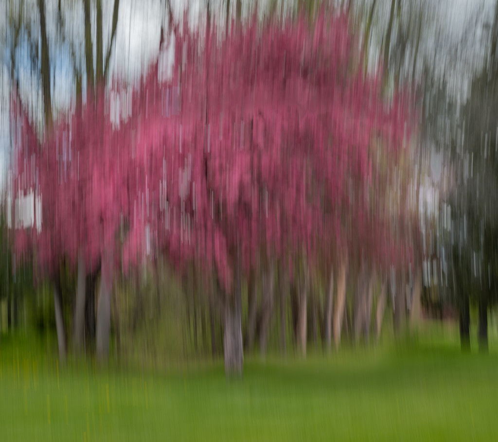 Cherry Blossom Blur by sprphotos