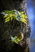 10th May 2021 - Palm Warbler in the Woods