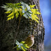 Palm Warbler in the Woods by jyokota