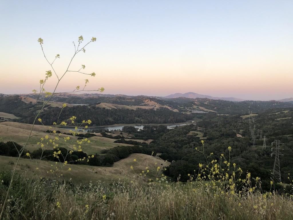 Mount Diablo and Mustard by krissers