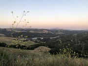 10th May 2021 - Mount Diablo and Mustard