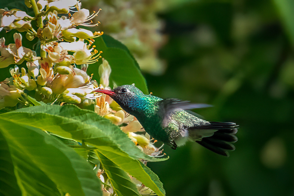A Rare Visitor to Chicago: Broad-Billed Hummingbird  by jyokota