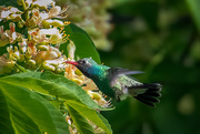 11th May 2021 - A Rare Visitor to Chicago: Broad-Billed Hummingbird 