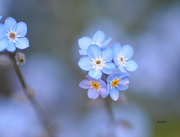 11th May 2021 - ~Forget-Me-Nots~