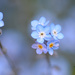 ~Forget-Me-Nots~ by crowfan