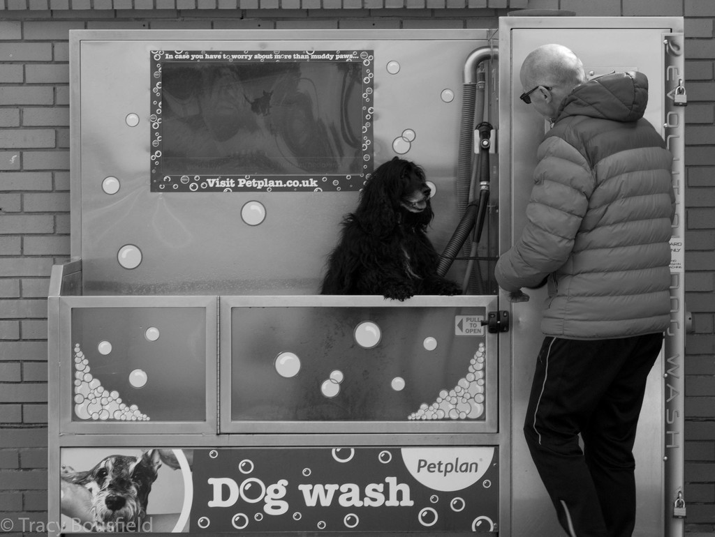Dog Wash by tracybeautychick