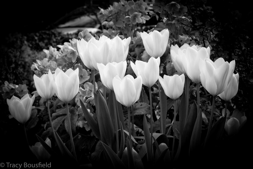 Blooming Tulips by tracybeautychick
