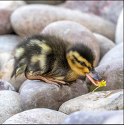 12th May 2021 - Duckling with Flower