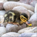 Duckling with Flower by shepherdmanswife