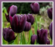 12th May 2021 - Queen Of The Night,Tulips